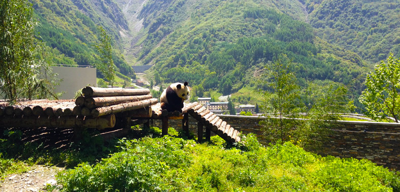 Wolong Panda Reserve, Sichuan, China (photo : China Discovery)