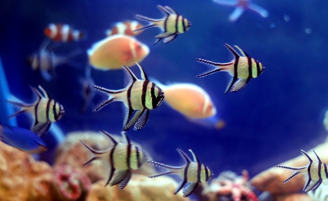 Illustration ( photo : ANTARA )