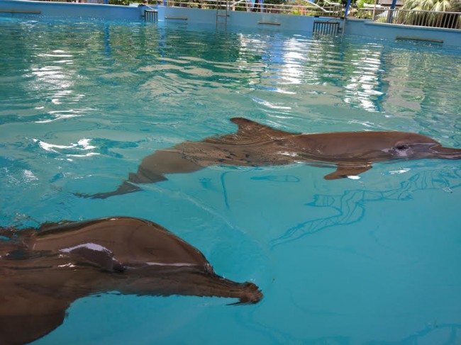 瑞典科学家通过人工智能软件破译海豚语言 Medcom Id