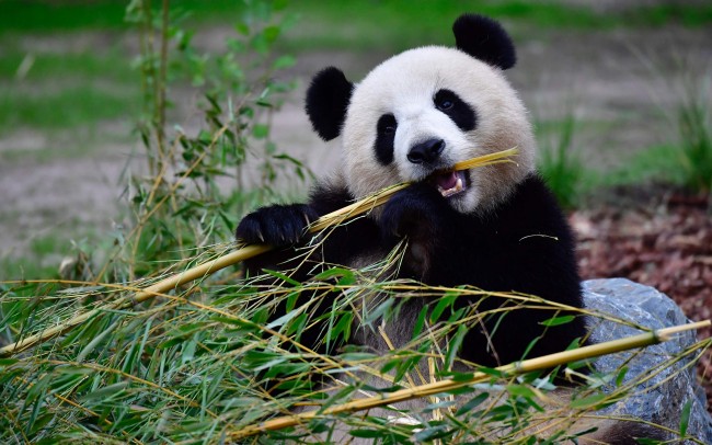 Panda. (Photo by AFP)