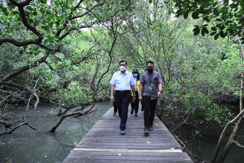  Luhut Binsar Pandjaitan visit the mangrove forest in Bali, September 25, 2021. (Photo : ANTARA/HO Coordinating Ministry for Maritime Affairs and Investment)