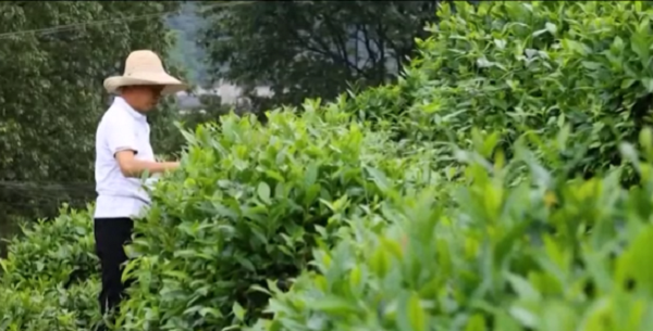 Photo source : Metro Xinwen