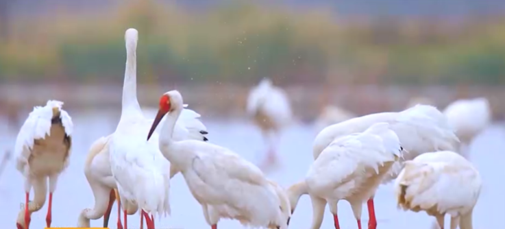 White stork. (photo : Metro Xinwen)