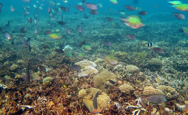 Underwater Indonesia. (Doc. MI)