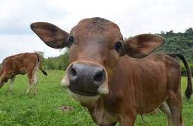 Illustration. (Photo : medcom.id)