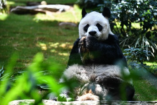  An AN,world oldest male giant panda in captivity died in a Hong Kong zoo on Thursday. (photo : AFP)