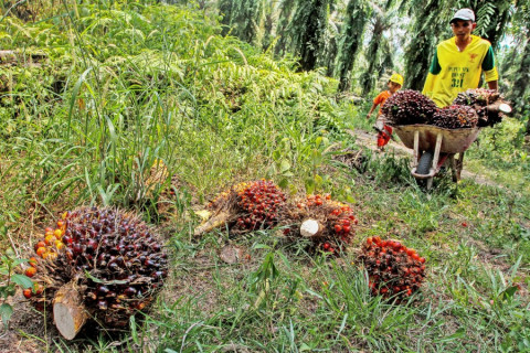 政府将棕榈油出口税豁免延长至10月31日