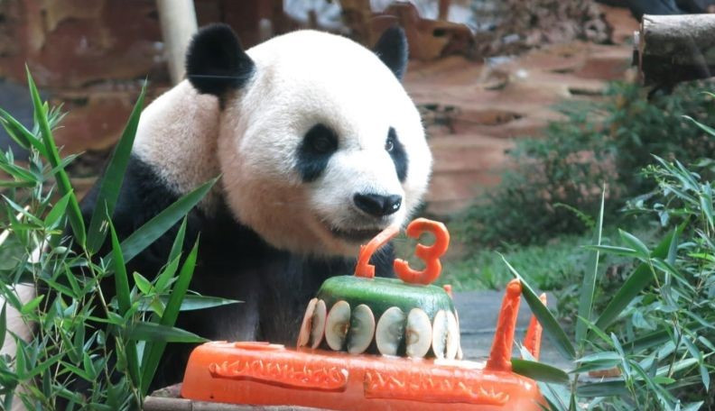 Photo : ANTARA/Taman Safari Indonesia