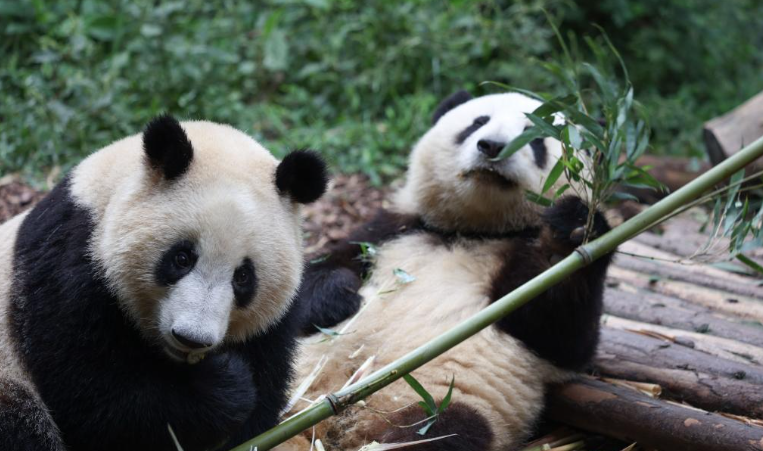 Chengdu Research Base of Giant Panda Breeding. (photo : Xinhua)