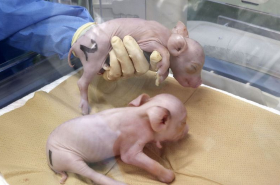 Photo : ANTARA/Kyodo