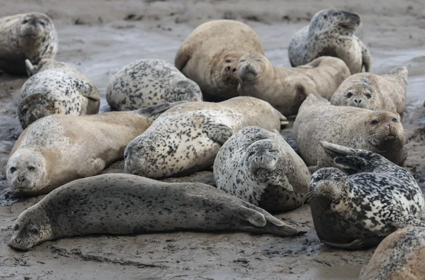 Illustration. (photo : ANTARA/Xinhua)