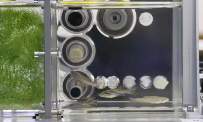 Photo source: baidu baijiahao