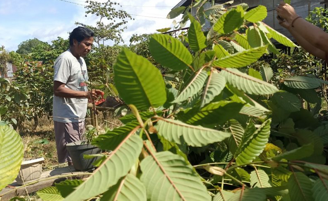 Kratom. (photo : ANTARA)