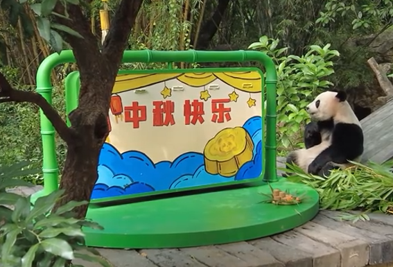  Guangzhou Giant Pandas Eat Mooncakes to Celebrate Mid-Autumn Festival. (photo source : Xinhua News)
