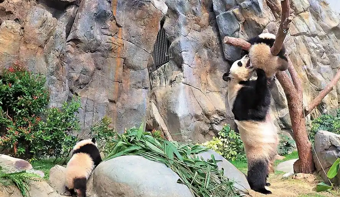 Photo source : Baidu Baijiahao/gmw.cn