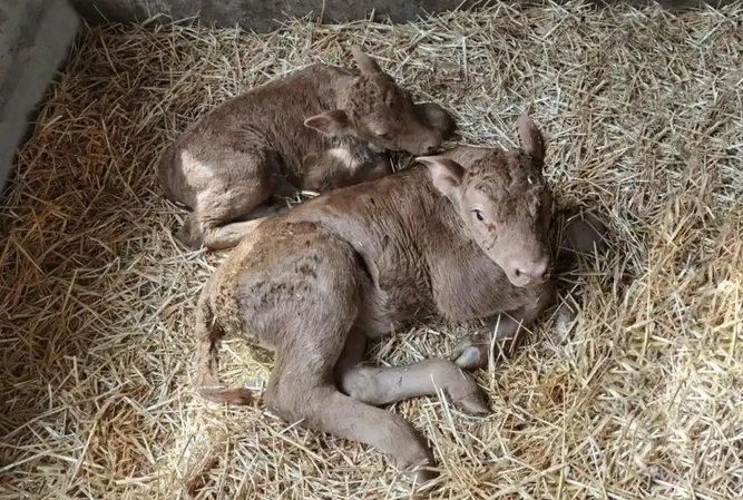 China first somatic cell cloned Yanbian cattle (Photo provided by cnr.cn and Jilin Agricultural University)