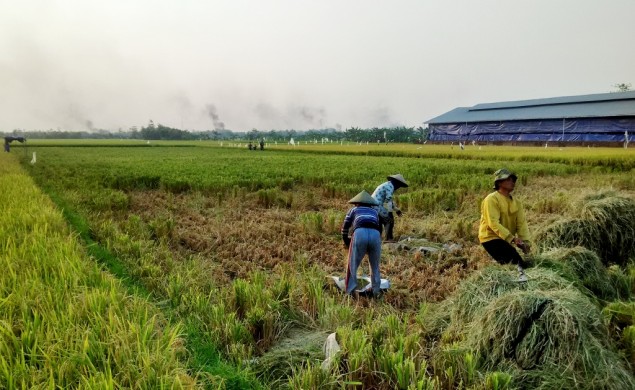 插图。图片：美都新闻网