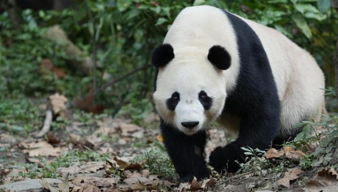 插图。资料图片：中国新闻网