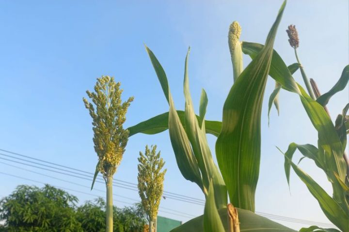 资料图片：Istimewa