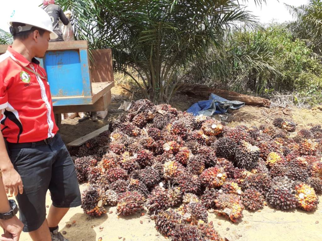 插图。图片：美都新闻网