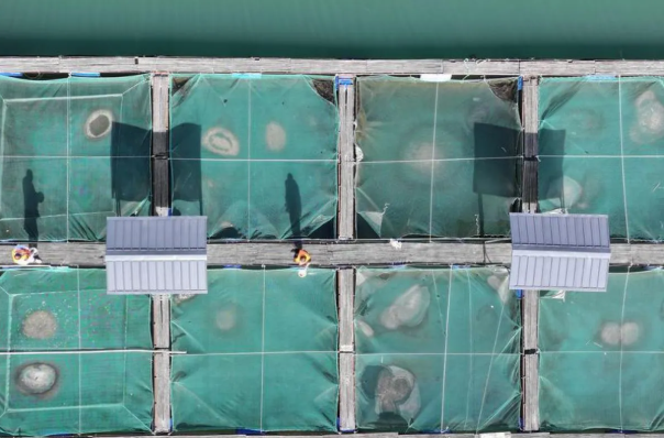 资料图片：安塔拉通讯社/新华社