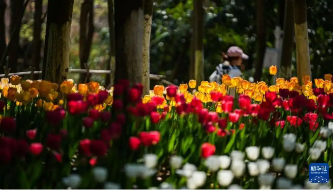 贵州龙甲山郁金香盛放 宛如花海吸引游客 