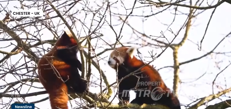 图片：美都电视台