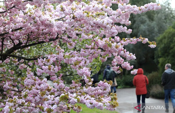 伦敦邱园盛开着美丽鲜花。图片：安塔拉通讯社/新华社