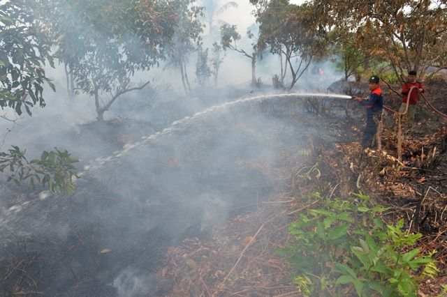 美国提供数 290 万美元资金协助印尼森林管理