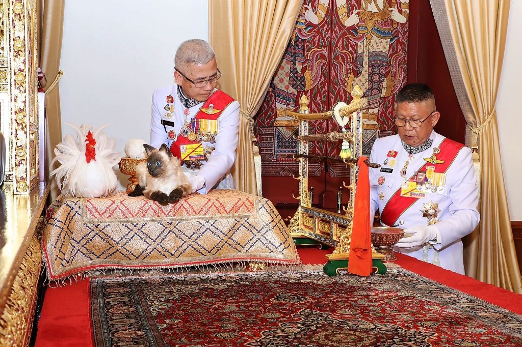 泰国国王加冕典礼进行之中    “猫奴”们引发困惑