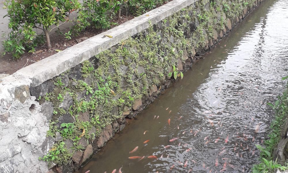 当格朗南一小区下水道游满锦鲤鱼      提高保护环境意识作用