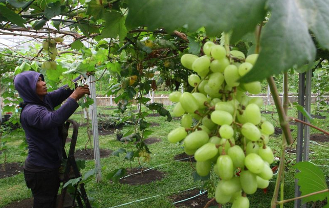 曝进口阳光玫瑰葡萄农残超标，到底有多危险？  