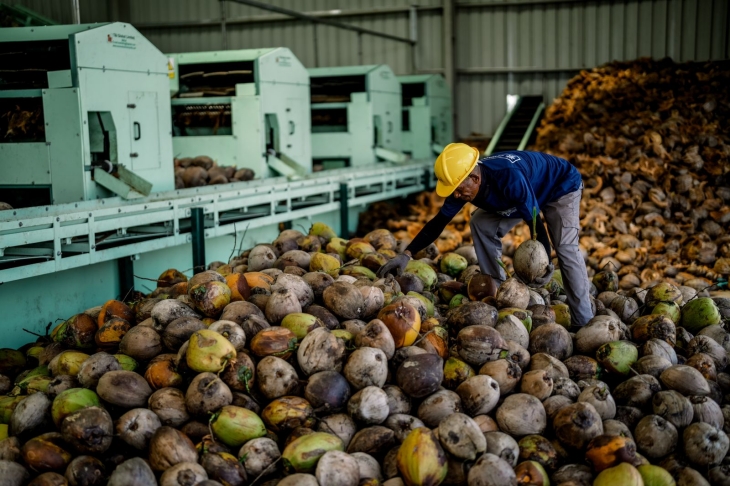 印尼鲜食椰子将进入中国市场