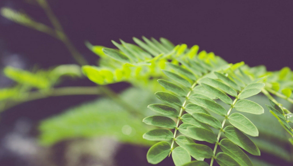 辣木叶对健康的6大益处 