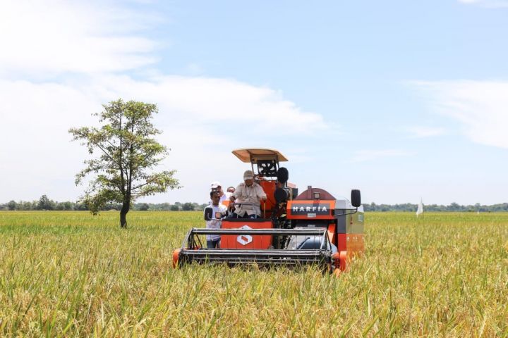 印尼本地大米吸纳量230万吨，创57年来新高 