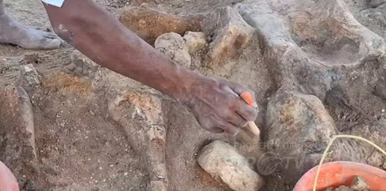 库杜斯县发现约50万年历史古象化石 