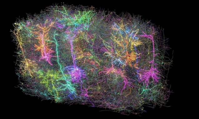中美科学家绘制出最详细老鼠大脑三维图谱 