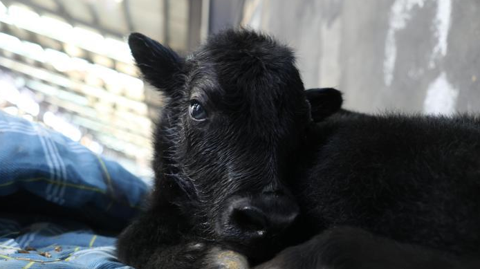 世界首例克隆牦牛“纳木错1#”满月 