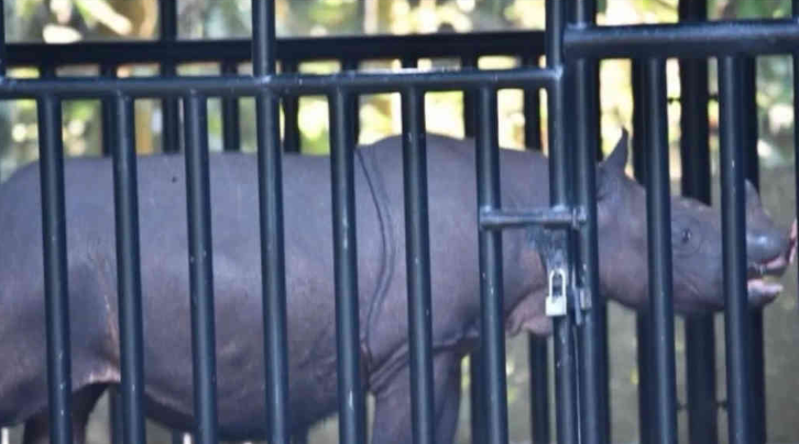 印尼政府将迁移最后一只野生婆罗洲犀牛以进行保护 