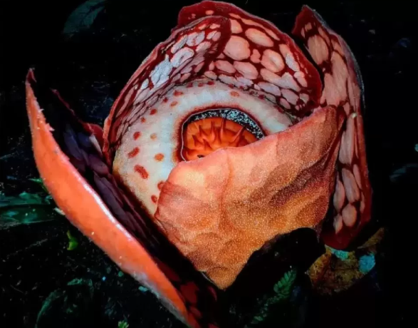科学家在西苏门答腊热带雨林发现稀有哈氏大花草新品种 
