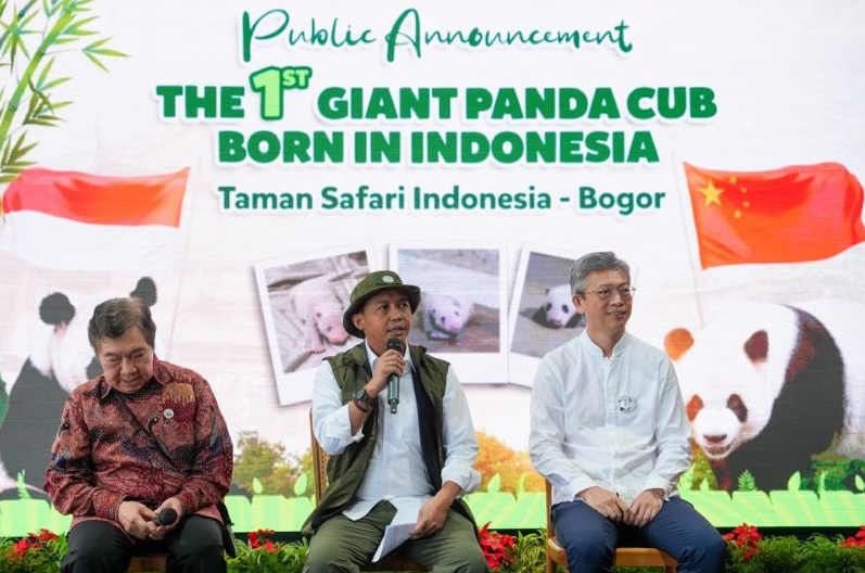 印尼野生动物园举行“新出生大熊猫幼仔媒体发布会”   