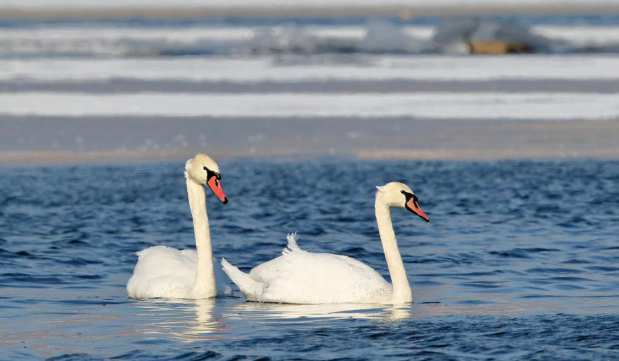 新疆维吾尔疣鼻天鹅成群聚集   迎来春季迁徙壮观景象