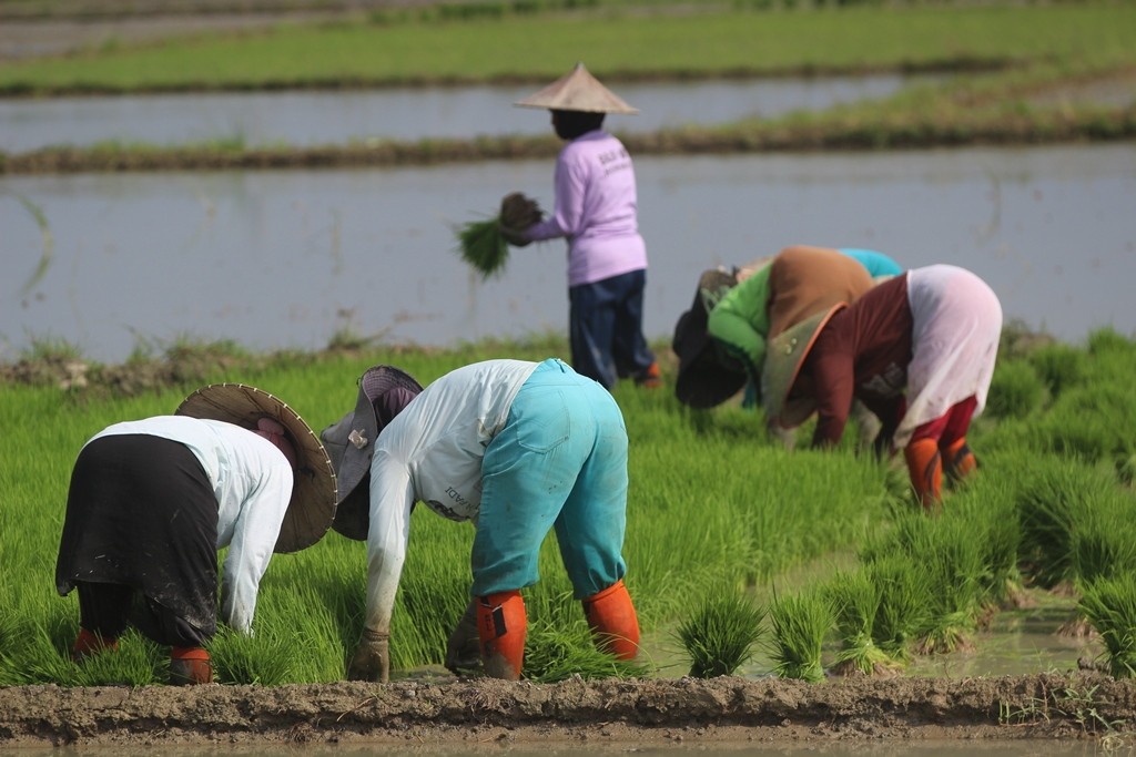 印尼政府加强国内粮食储备应对厄尔尼诺