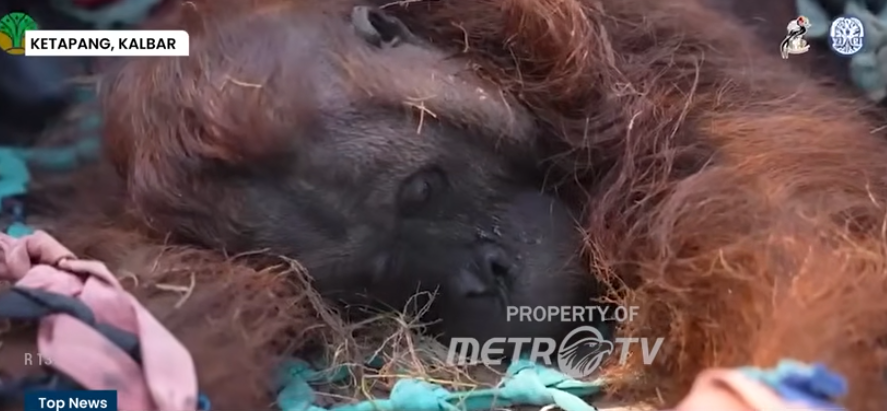 西加里曼丹红毛猩猩疑遭烟霾影响昏迷　 被发现时虚弱无力 