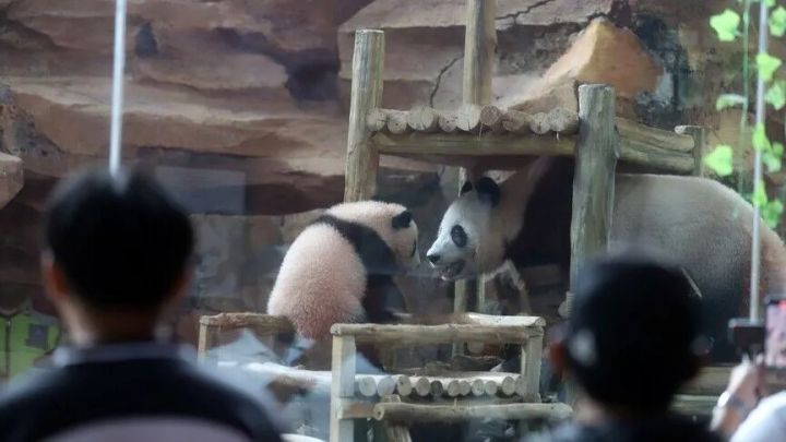 时隔近两年    中国大熊猫重返亚特兰大 